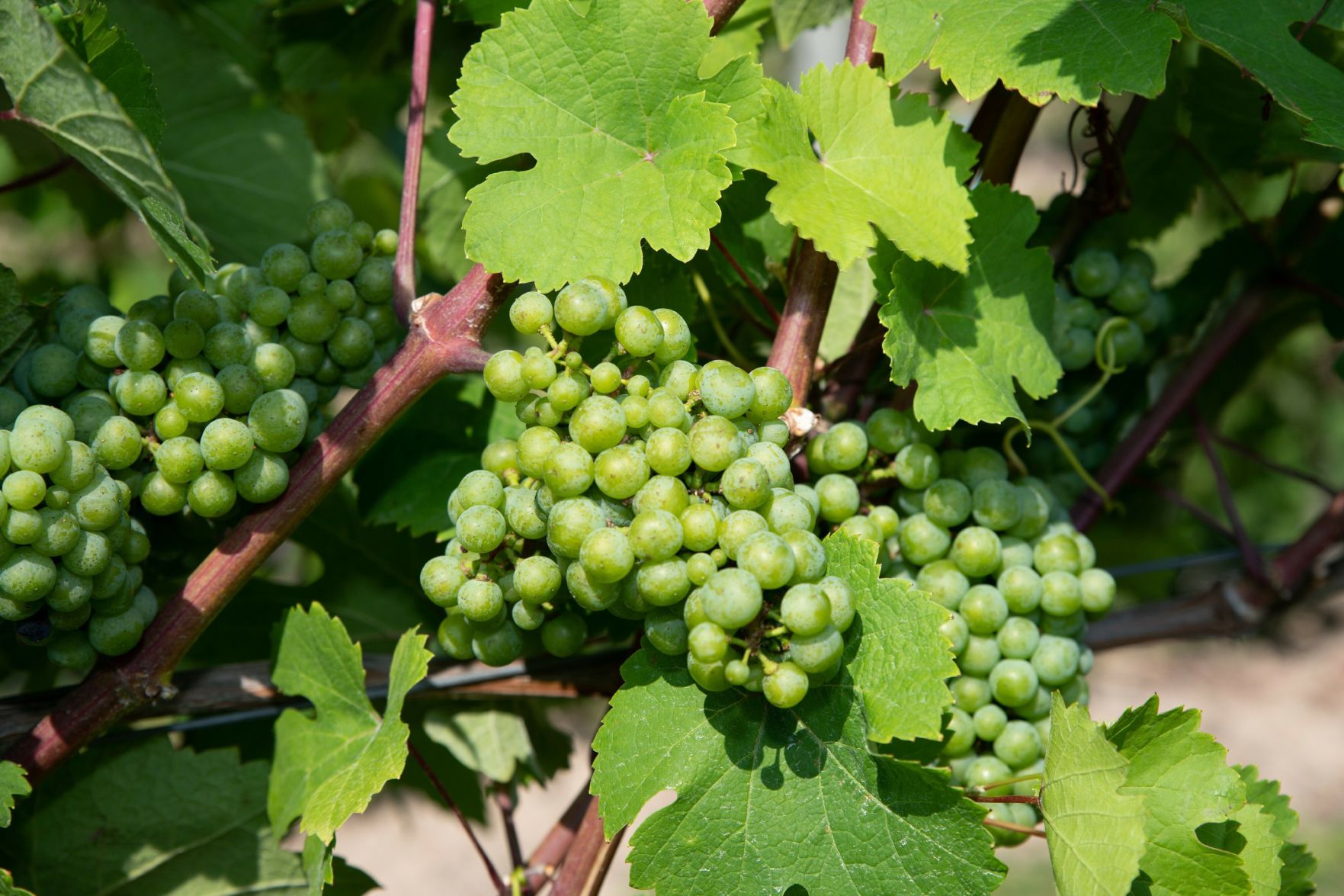 FLX Rieslings 2